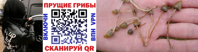 mega ТОР  Кыштым  Псилоцибиновые грибы GOLDEN TEACHER 